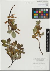 Foto von Salix hastata L.